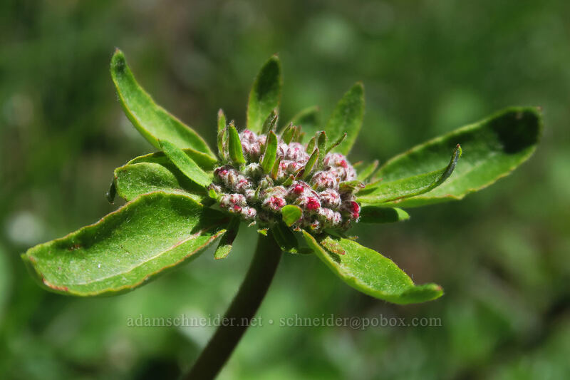 heart-leaf buckwheat, budding (Eriogonum compositum) [Buck Creek Trail, Klickitat County, Washington]