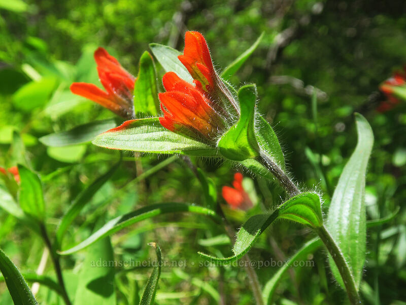 scarlet paintbrush (Castilleja miniata) [Buck Creek Trail, Klickitat County, Washington]