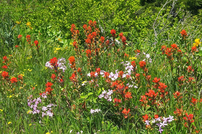 wildflowers (Castilleja hispida, Phlox sp., Balsamorhiza sp.) [Nestor Peak, Klickitat County, Washington]