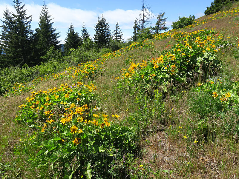 Carey's balsamroot (Balsamorhiza careyana) [Nestor Peak, Klickitat County, Washington]