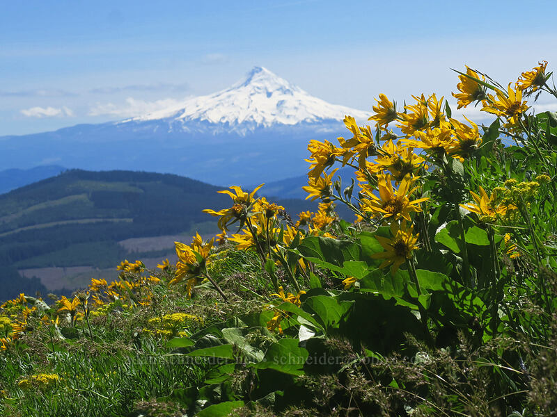 Carey's balsamroot & Mt. Hood (Balsamorhiza careyana) [Nestor Peak, Klickitat County, Washington]