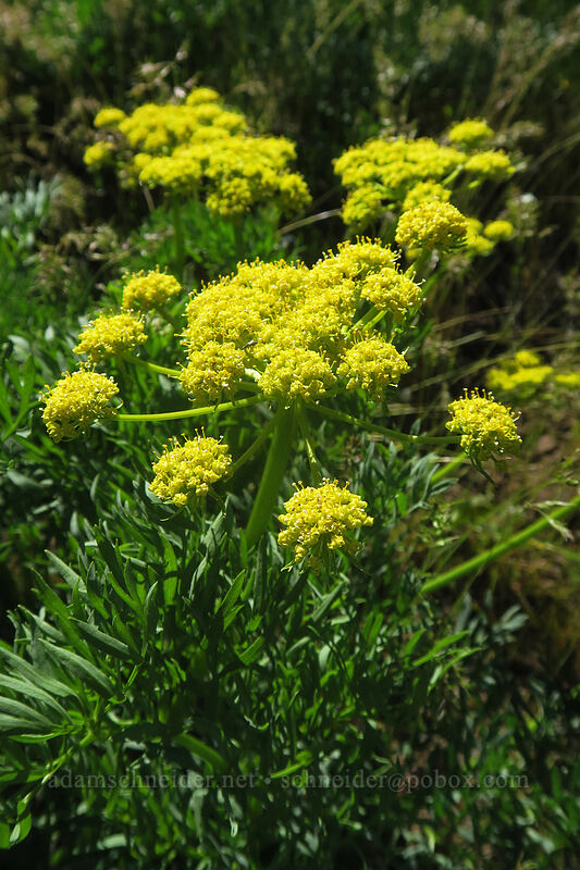 Suksdorf's desert parsley (Lomatium suksdorfii) [Nestor Peak, Klickitat County, Washington]
