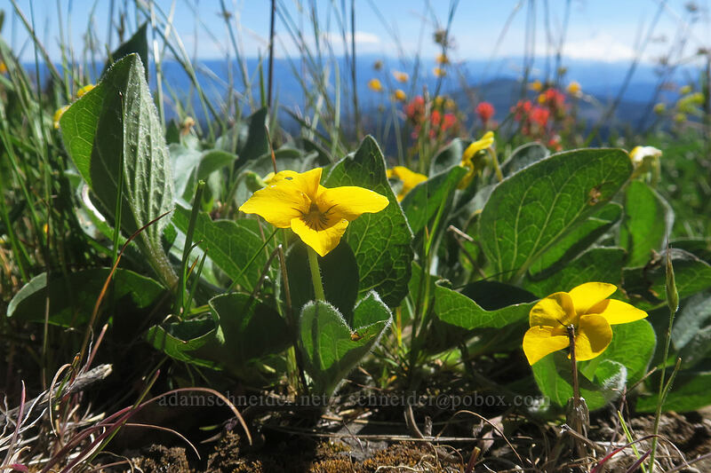 upland yellow violets (Viola praemorsa (Viola nuttallii var. praemorsa)) [Nestor Peak, Klickitat County, Washington]