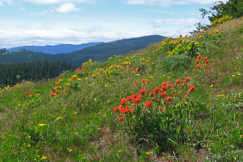 wildflowers [Nestor Peak, Klickitat County, Washington]