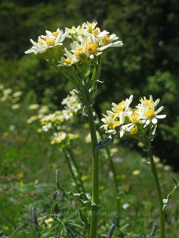 white western groundsel (Senecio integerrimus var. ochroleucus) [Nestor Peak, Klickitat County, Washington]