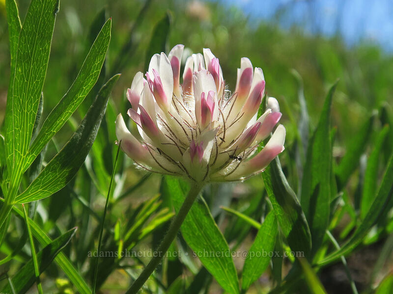 big-head clover (Trifolium macrocephalum) [Nestor Peak, Klickitat County, Washington]