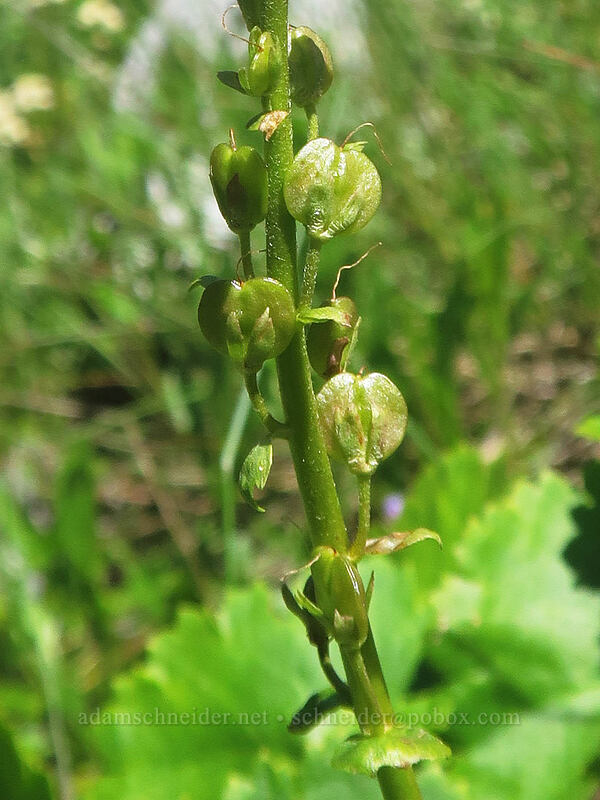 Columbia kittentails seed-pods (Synthyris missurica ssp. stellata (Veronica missurica ssp. stellata)) [Nestor Peak, Klickitat County, Washington]