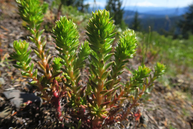worm-leaf stonecrop (Sedum stenopetalum) [Nestor Peak, Klickitat County, Washington]