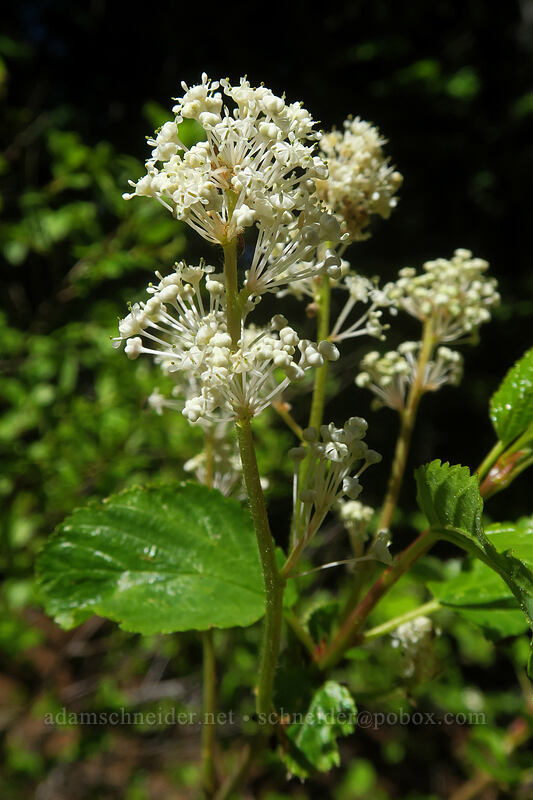 red-stem ceanothus (Ceanothus sanguineus) [N-1000 Road, Klickitat County, Washington]