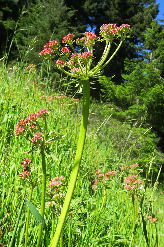 heart-leaf buckwheat, budding (Eriogonum compositum) [N-1000 Road, Klickitat County, Washington]