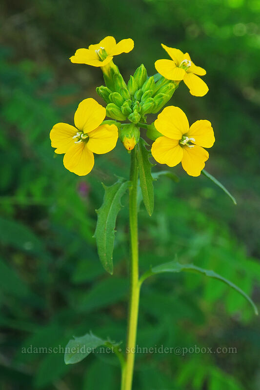 wallflower (Erysimum capitatum) [N-1000 Road, Klickitat County, Washington]