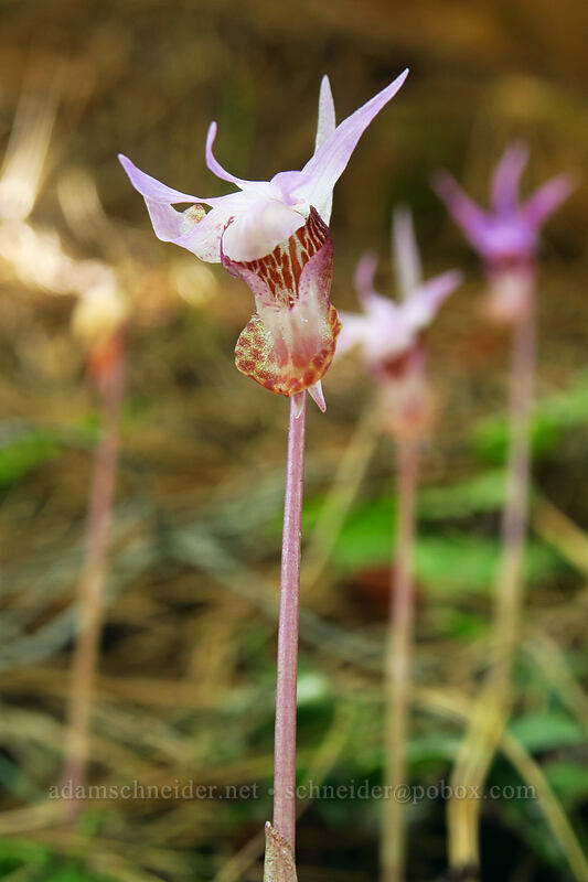 calypso orchids (fairy slippers) (Calypso bulbosa var. occidentalis) [Sexton Mountain, Josephine County, Oregon]