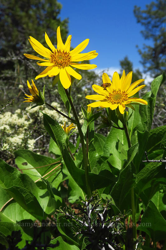 deltoid balsamroot (Balsamorhiza deltoidea) [Sexton Mountain, Josephine County, Oregon]