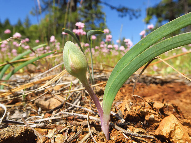 wild onion (Allium sp.) [Sexton Mountain, Josephine County, Oregon]