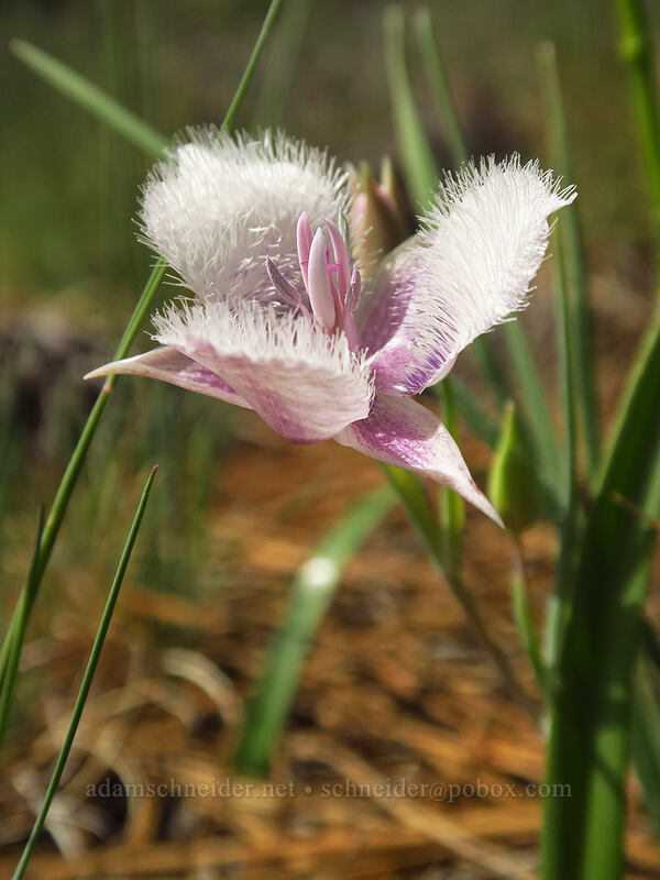 Tolmie's mariposa lily (Calochortus tolmiei) [Sexton Mountain, Josephine County, Oregon]