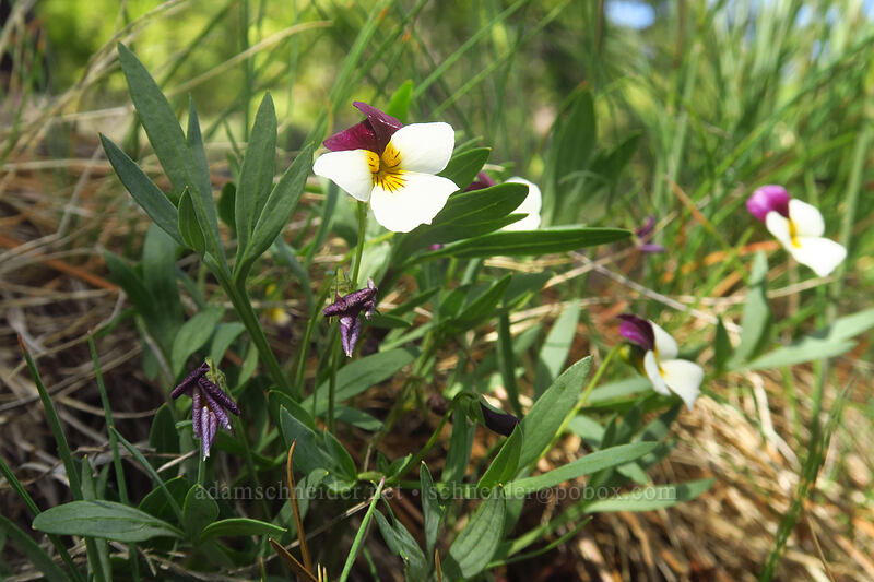 Oregon violet (Viola hallii) [Sexton Mountain, Josephine County, Oregon]