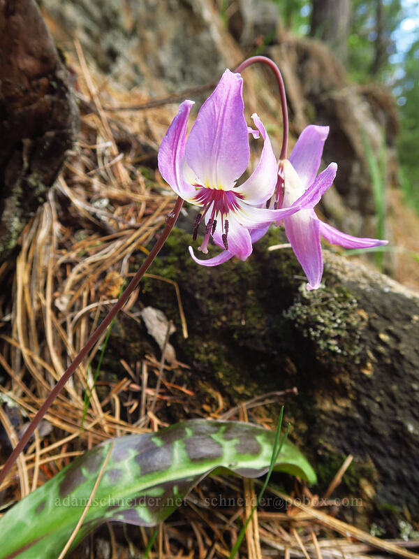 Henderson's fawn lily (Erythronium hendersonii) [Sexton Mountain, Josephine County, Oregon]