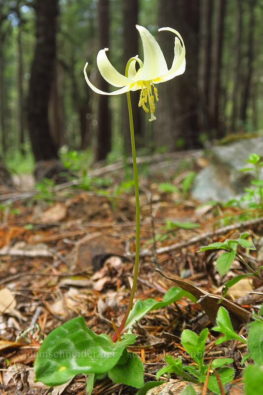 Oregon fawn lily (Erythronium oregonum) [Sexton Mountain, Josephine County, Oregon]
