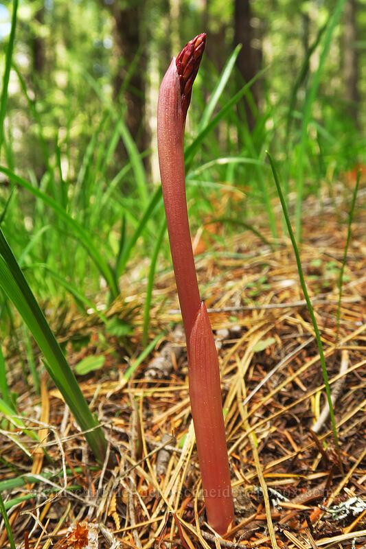 spooted coral-root orchid shoot (Corallorhiza maculata) [Sexton Mountain, Josephine County, Oregon]