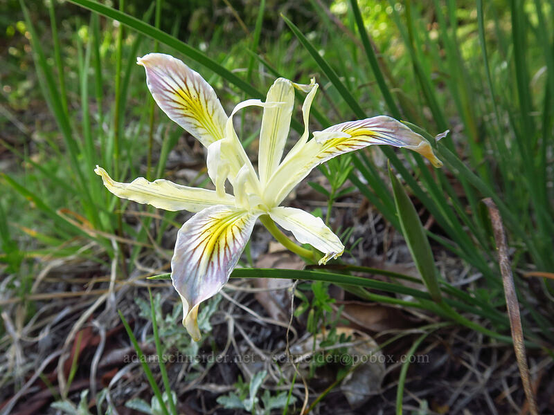 yellow-leaf iris (Iris chrysophylla) [Sexton Mountain, Josephine County, Oregon]