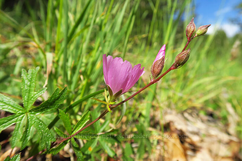 checker-mallow (Sidalcea malviflora) [Sexton Mountain, Josephine County, Oregon]