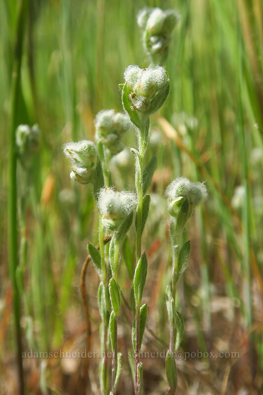 slender cotton-weed (Micropus californicus) [Sexton Mountain, Josephine County, Oregon]