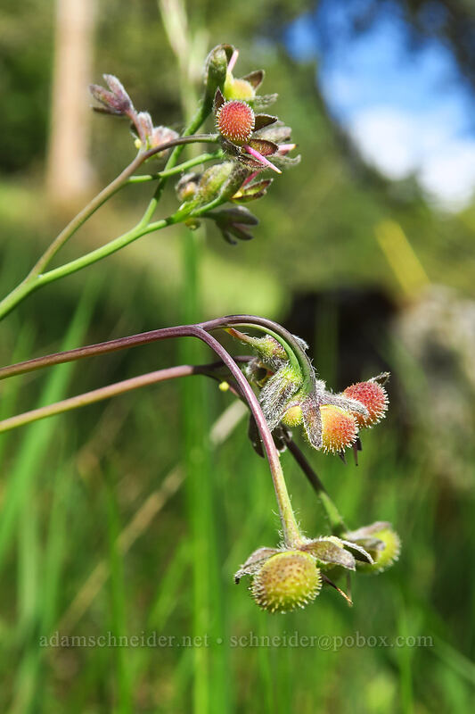 great hound's-tongue seeds (Adelinia grandis (Cynoglossum grande)) [Sexton Mountain, Josephine County, Oregon]
