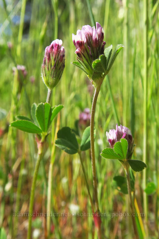 branched Indian clover (Trifolium dichotomum (Trifolium albopurpureum var. dichotomum)) [Sexton Mountain, Josephine County, Oregon]