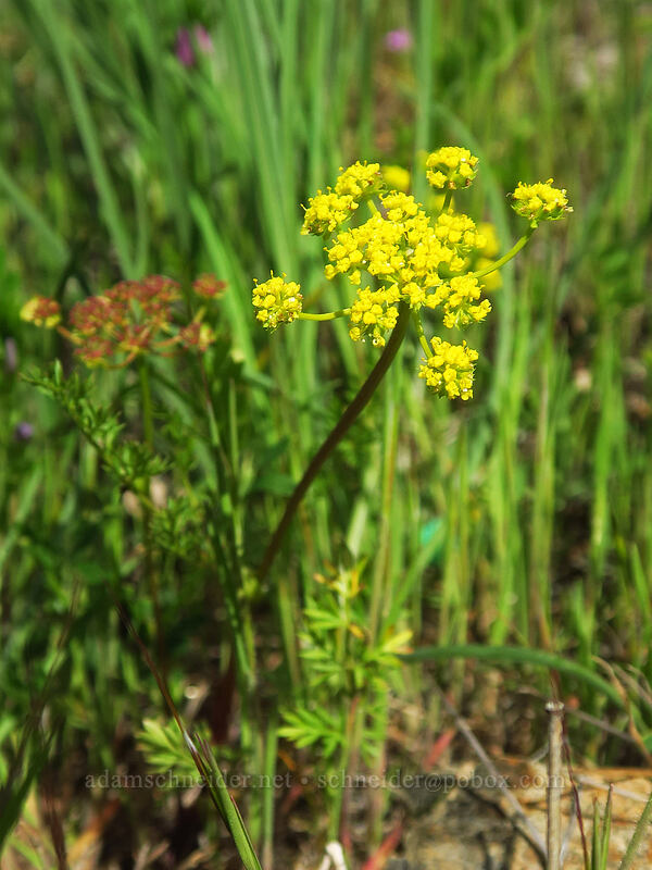 common desert parsley (spring-gold) (Lomatium utriculatum) [Sexton Mountain, Josephine County, Oregon]