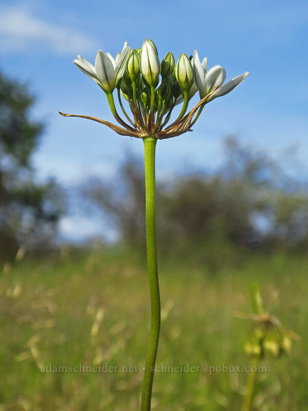white brodiaea (wild hyacinth) (Triteleia hyacinthina (Brodiaea hyacinthina)) [Whetstone Savanna Preserve, Jackson County, Oregon]