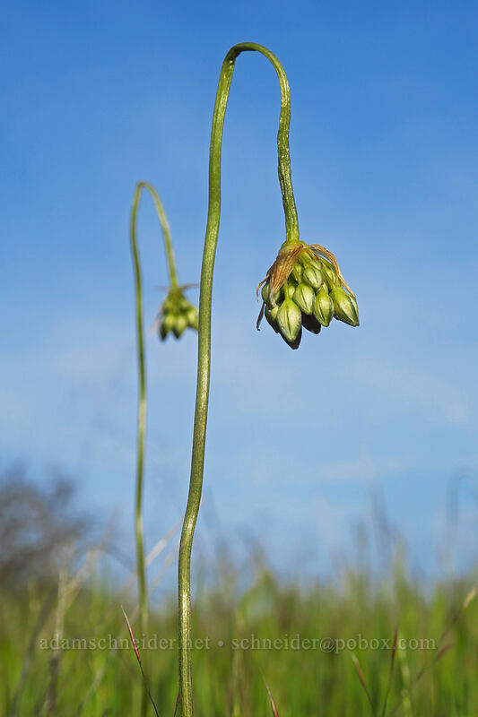 white brodiaea (wild hyacinth), budding (Triteleia hyacinthina (Brodiaea hyacinthina)) [Whetstone Savanna Preserve, Jackson County, Oregon]