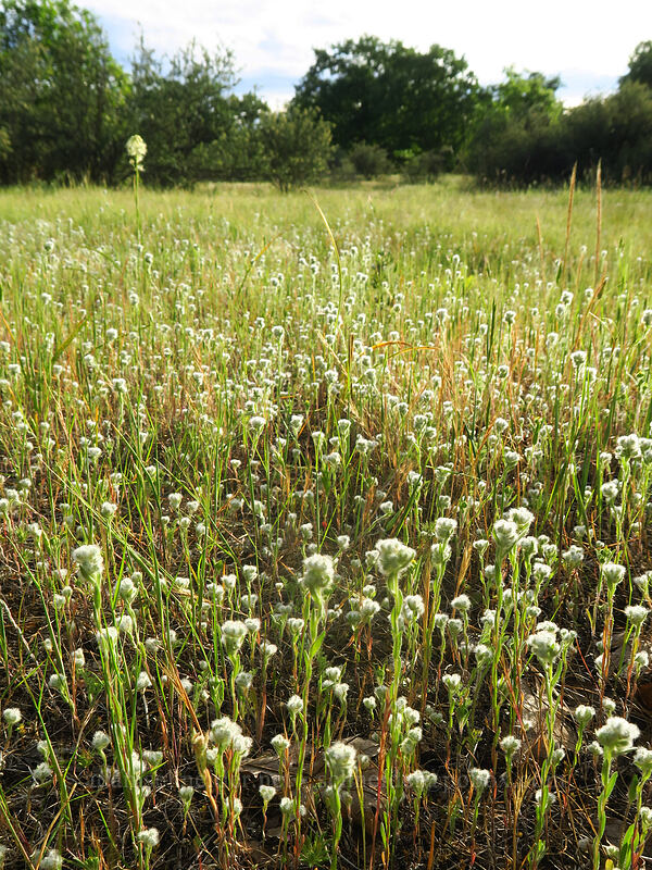 slender cotton-weed (Micropus californicus) [Whetstone Savanna Preserve, Jackson County, Oregon]