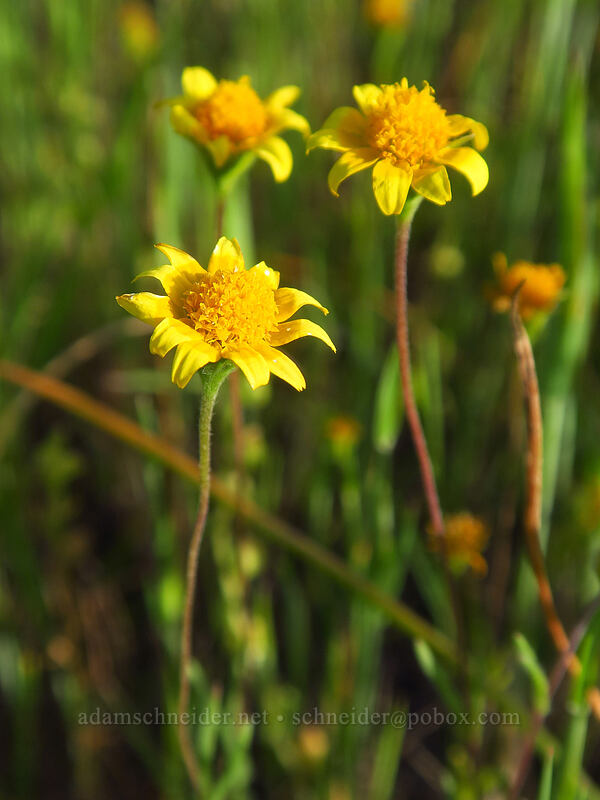 California gold-fields (Lasthenia californica) [Whetstone Savanna Preserve, Jackson County, Oregon]