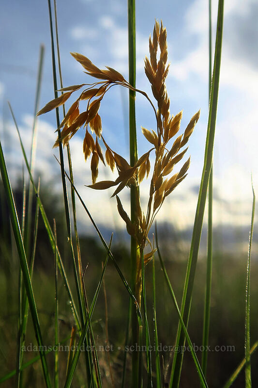 ring of grass seeds [Whetstone Savanna Preserve, Jackson County, Oregon]