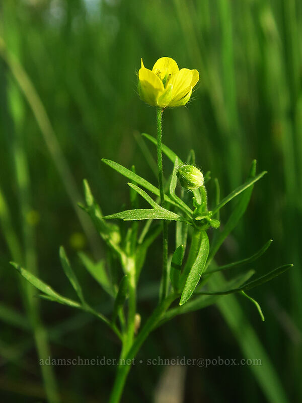 corn buttercup (Ranunculus arvensis) [Whetstone Savanna Preserve, Jackson County, Oregon]