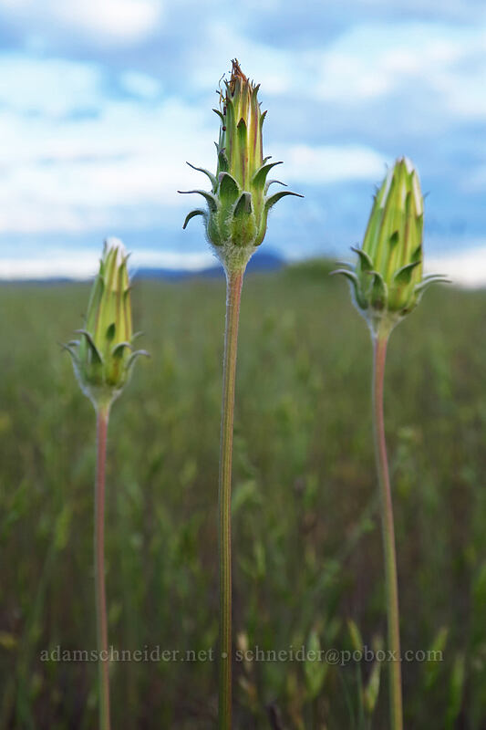big-flower agoseris, going to seed (Agoseris grandiflora) [Agate Desert Preserve, Jackson County, Oregon]