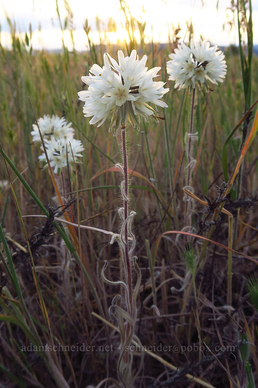 blow-wives seed heads (Achyrachaena mollis) [Agate Desert Preserve, Jackson County, Oregon]