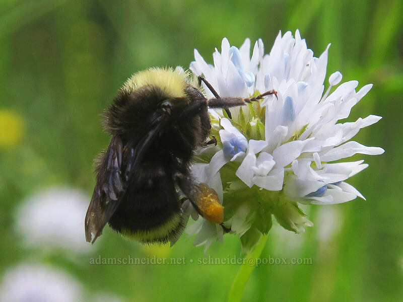 bumblebee on blue-head gilia (Bombus sp., Gilia capitata) [Boccard Point Trailhead, Cascade-Siskiyou National Monument, Jackson County, Oregon]