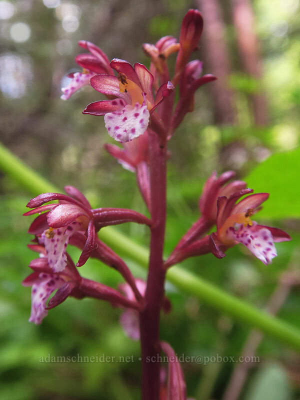 spotted coral-root orchid (Corallorhiza maculata) [Pacific Crest Trail, Soda Mountain Wilderness, Jackson County, Oregon]