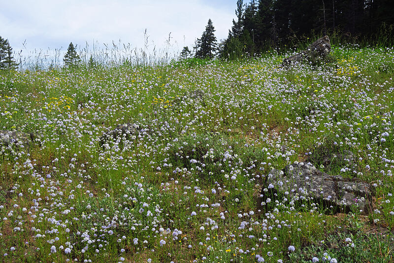 wildflowers (Gilia capitata, Eriophyllum lanatum, Eriogonum sp., Orthocarpus cuspidatus) [Pacific Crest Trail, Soda Mountain Wilderness, Jackson County, Oregon]