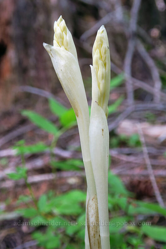 phantom orchid, budding (Cephalanthera austiniae (Eburophyton austiniae)) [Pacific Crest Trail, Soda Mountain Wilderness, Jackson County, Oregon]