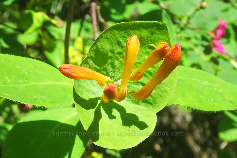 orange honeysuckle, budding (Lonicera ciliosa) [Pacific Crest Trail, Soda Mountain Wilderness, Jackson County, Oregon]