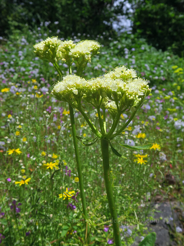 arrow-leaf buckwheat (Eriogonum compositum) [Pacific Crest Trail, Soda Mountain Wilderness, Jackson County, Oregon]