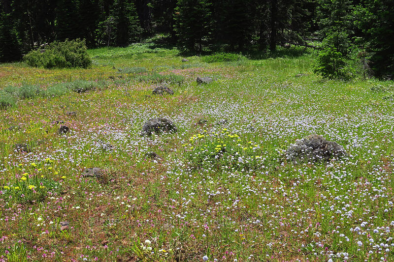 wildflowers (Gilia capitata, Eriogonum sp., Orthocarpus cuspidatus) [Pacific Crest Trail, Soda Mountain Wilderness, Jackson County, Oregon]