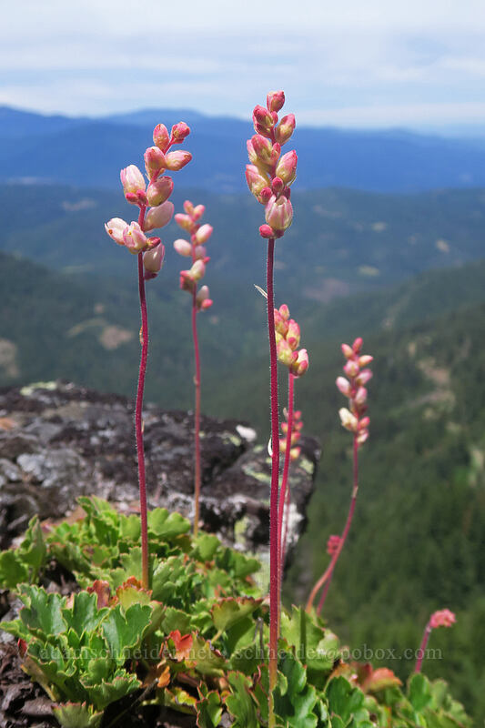 alpine alumroot (Heuchera cylindrica var. alpina) [Little Pilot Rock Peak, Soda Mountain Wilderness, Jackson County, Oregon]