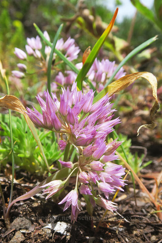 Siskiyou onion (Allium siskiyouense) [Little Pilot Rock Peak, Soda Mountain Wilderness, Jackson County, Oregon]