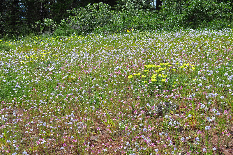wildflowers (Gilia capitata, Orthocarpus cuspidatus, Eriogonum sp.) [Pacific Crest Trail, Soda Mountain Wilderness, Jackson County, Oregon]