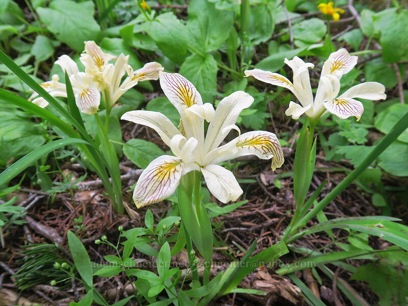 yellow-leaf iris (Iris chrysophylla) [Pacific Crest Trail, Soda Mountain Wilderness, Jackson County, Oregon]