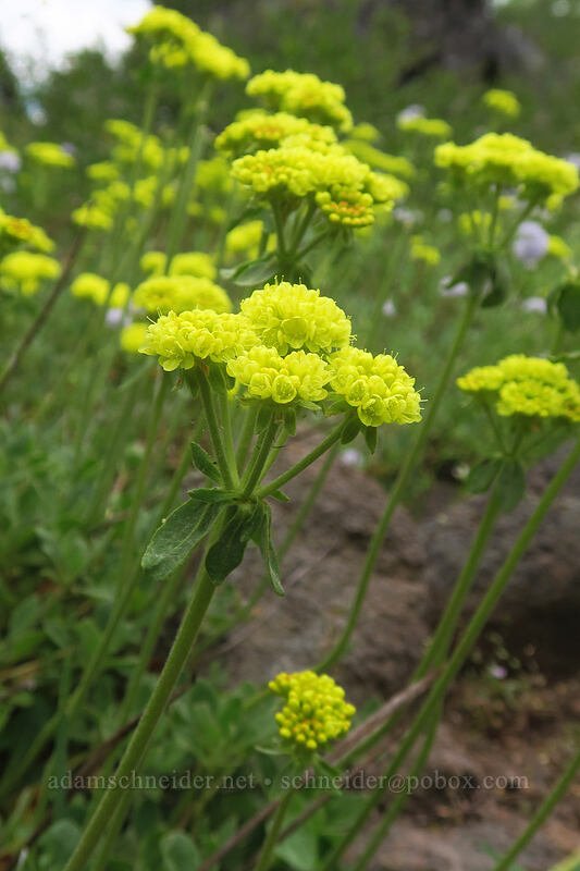 sulphur-flower buckwheat (Eriogonum umbellatum) [north of Boccard Point, Soda Mountain Wilderness, Jackson County, Oregon]