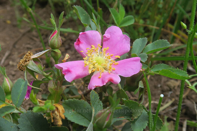low-growing wild rose (Rosa sp.) [Boccard Point Trail, Soda Mountain Wilderness, Jackson County, Oregon]